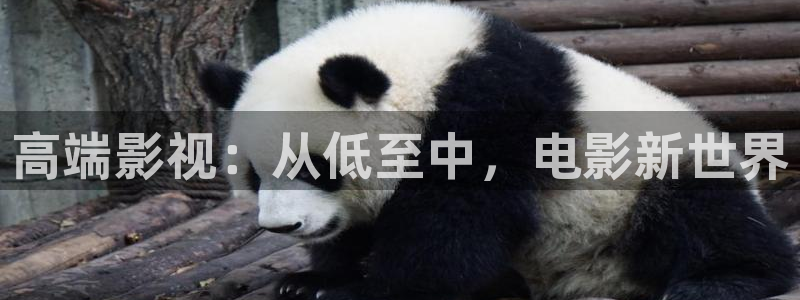 人人超碰麻豆：高端影视：从低至中，电影新世界